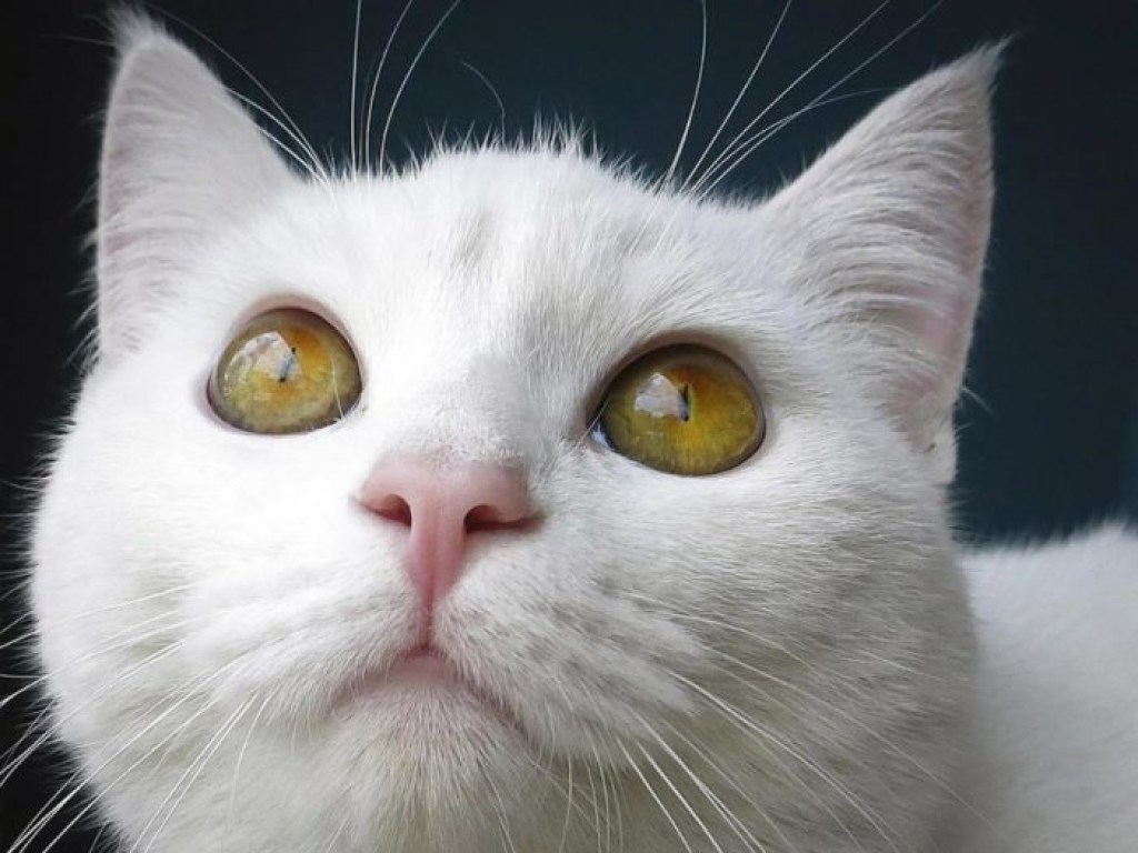 «Коты – это жидкость»: Белый кот вместился в крошечную вазу и умилил сеть (ВИДЕО)