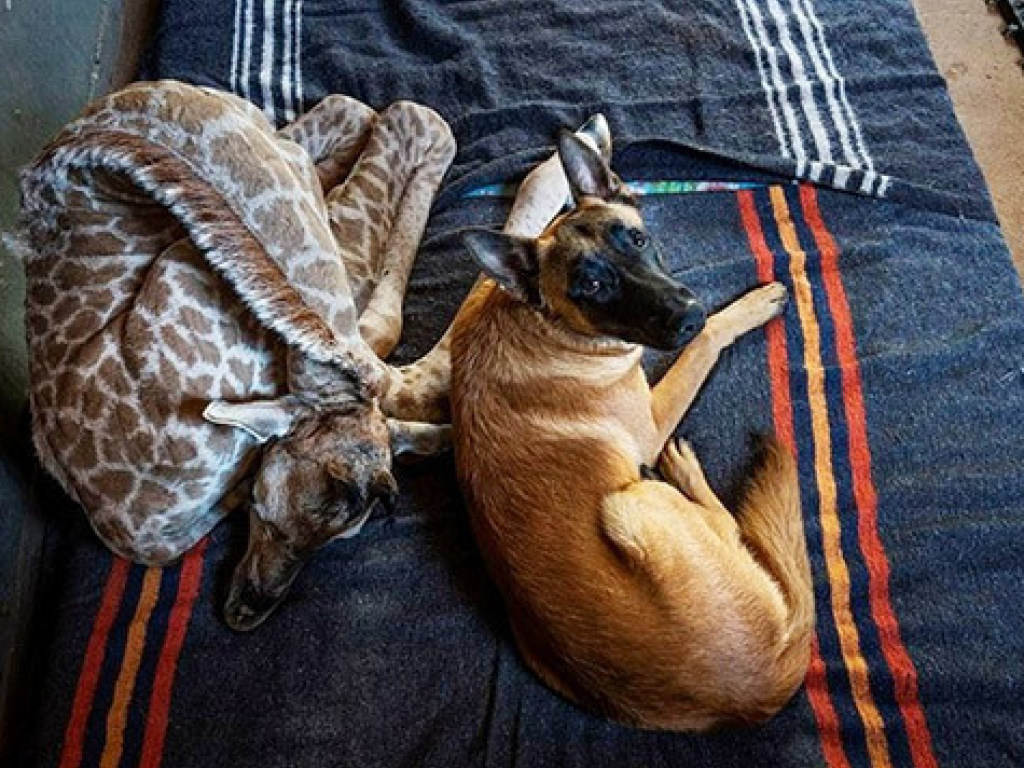 Пес влюбился в сироту-жирафа и оберегает его (ВИДЕО)