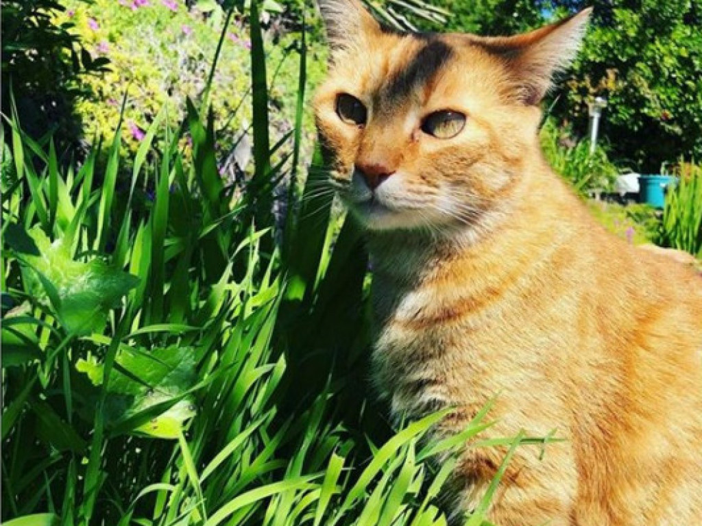 «Говорящий» рыжий кот стал сенсацией в Сети (ФОТО, ВИДЕО)