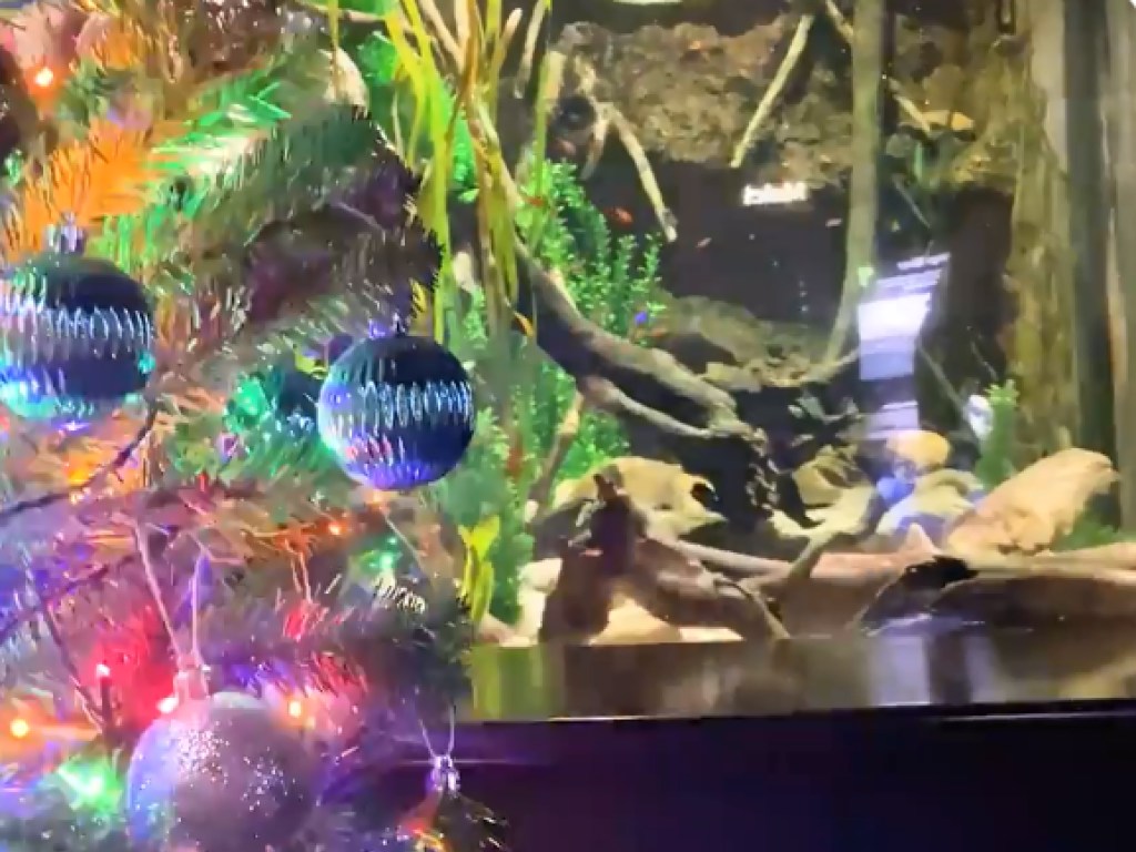 Яркий аттракцион в океанариуме: электрический угорь зажег огонь на рождественской елке (ФОТО, ВИДЕО)