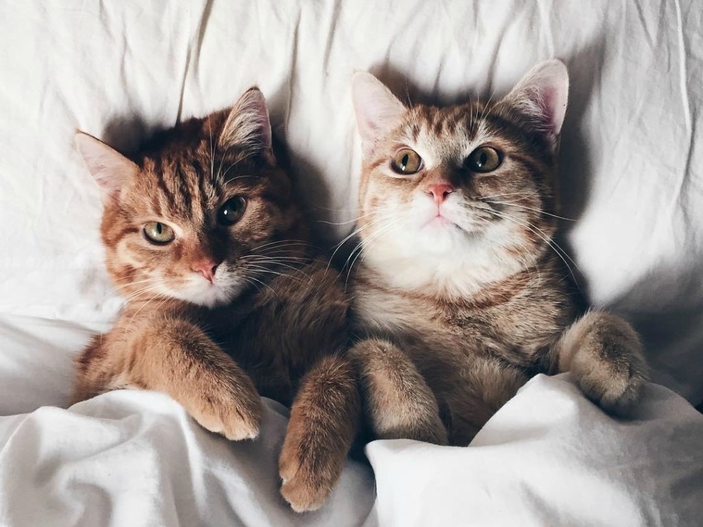 «Это любовь»: Влюбленные коты показали нежность друг к другу и умилили Сеть (ВИДЕО)