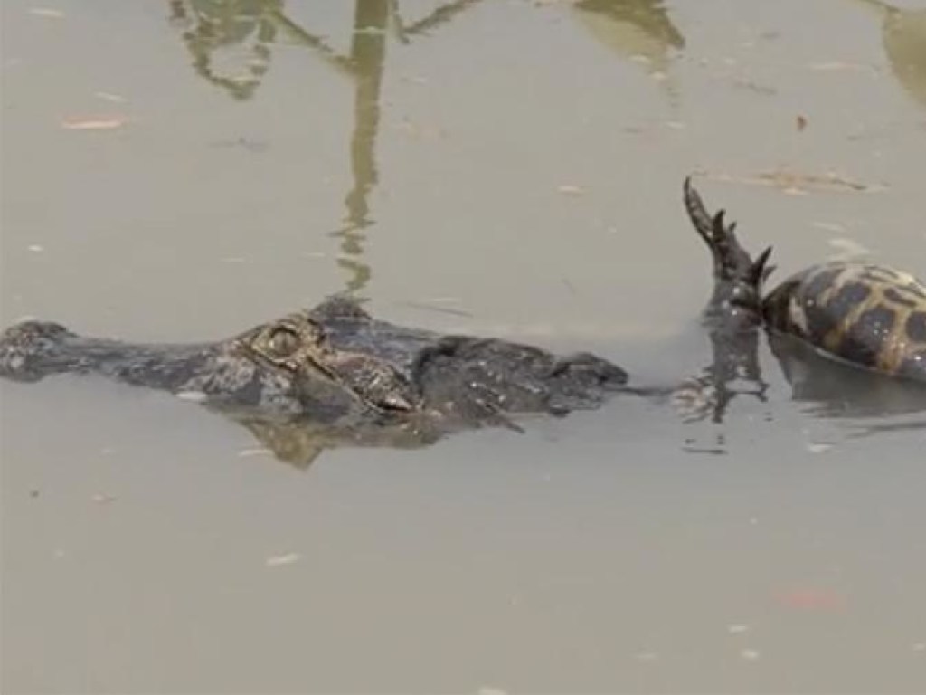 Переломала шею: схватка крокодила и огромной анаконды взорвала Сеть (ВИДЕО)
