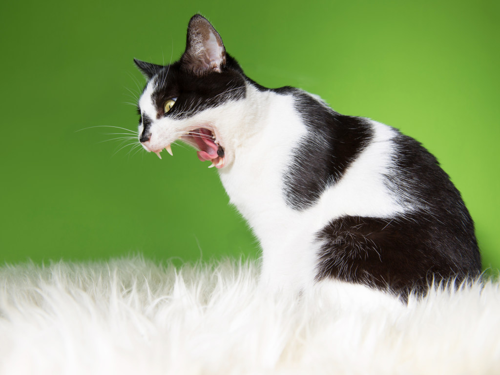 «Будь настойчив»: Кот устроил истерику из-за «вкусняшки» и рассмешил интернет (ВИДЕО)