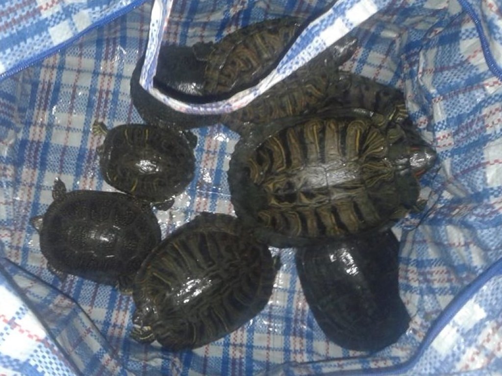 В Виннице спасли черепах, отпущенных на свободу хозяевами (ФОТО)