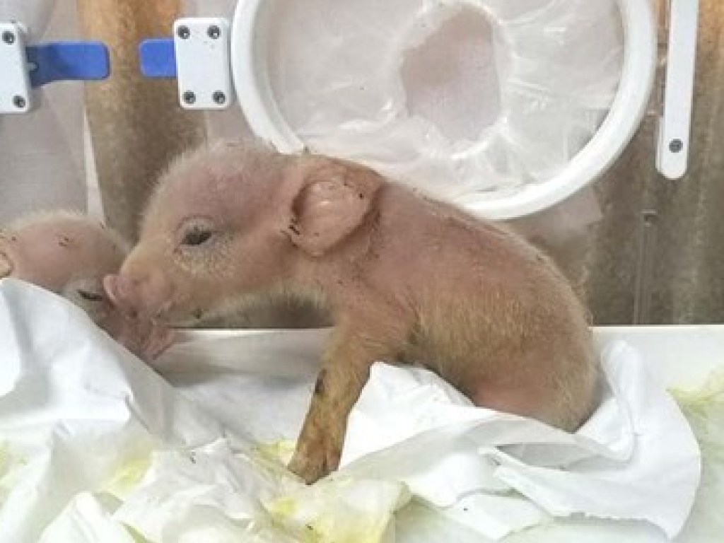 В Китае скрестили свинью и обезьяну: что из этого получилось (ФОТО)