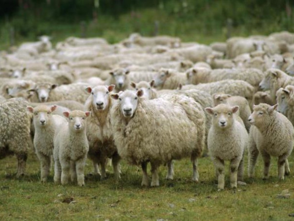 Потерялись: пока пьяный пастух спал, по району в Одесской области бродила отара овец (ВИДЕО)