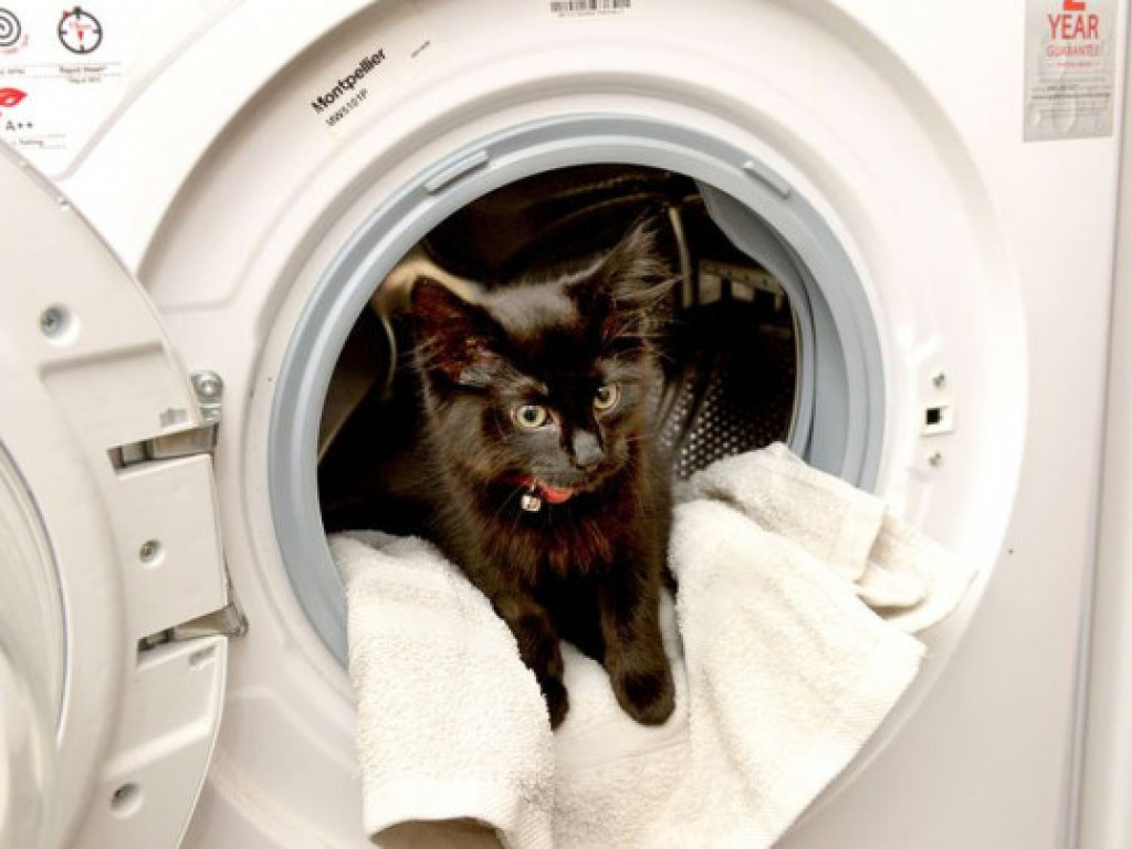 Жительница Великобритании не заметила котенка в стиральной машине и 20 минут стирала его (ФОТО)