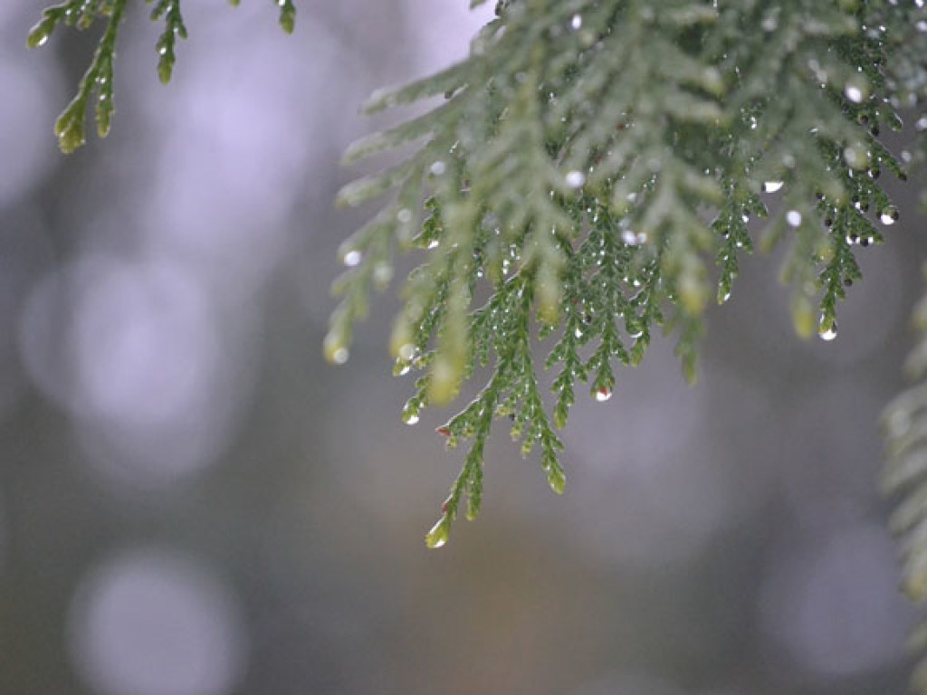 Прогноз погоды в Украине на 10 декабря: Местами пройдут небольшие дожди, на юге до +10 °С