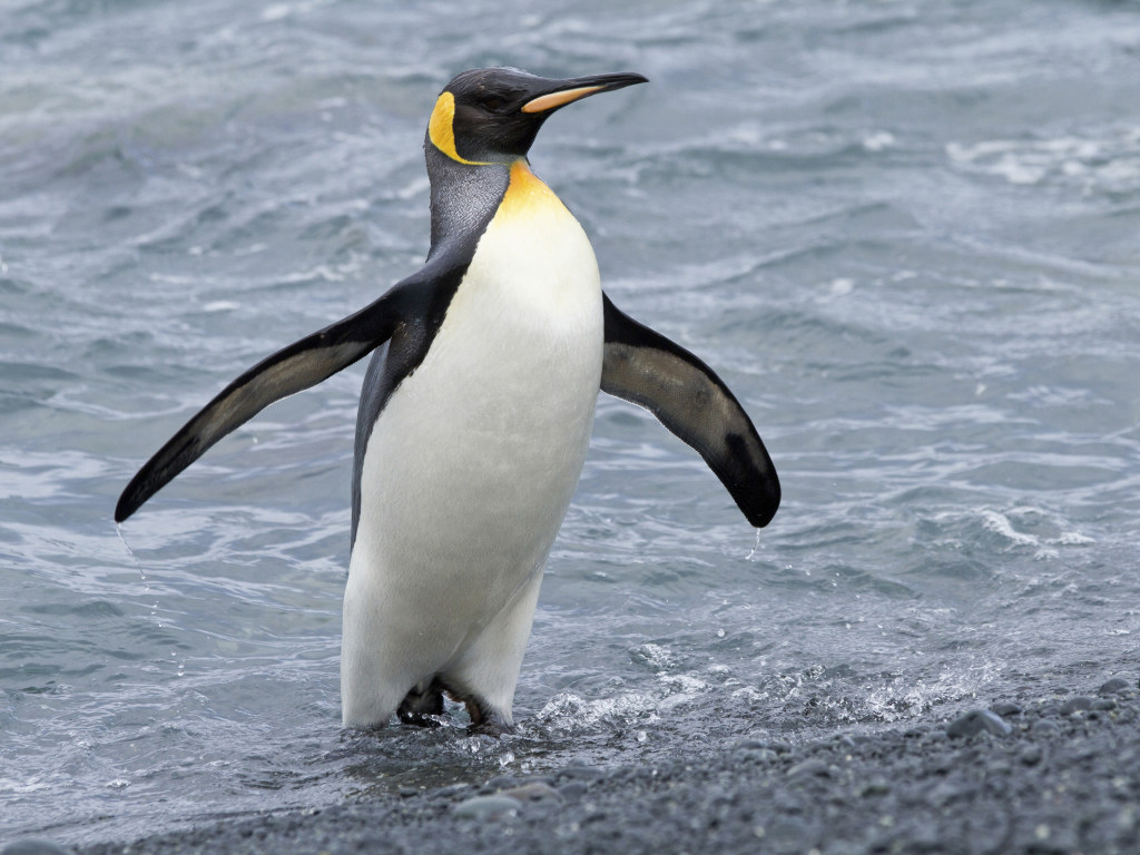 Смелый пингвин запрыгнул в лодку к ученым и рассмешил Сеть (ВИДЕО)