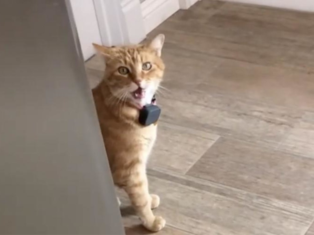 Говорящий кот Гамбино взорвал Интернет (ФОТО, ВИДЕО)