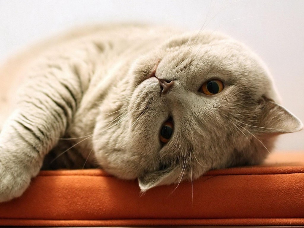 «Зачем напрягать лапки»: В Сети показали самого ленивого кота (ВИДЕО)