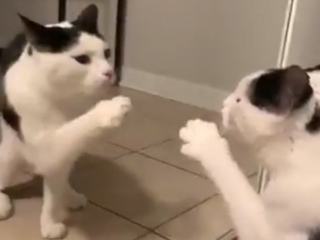 «Яркая реакция»: кота взбесило свое отражение в зеркале (ФОТО, ВИДЕО)