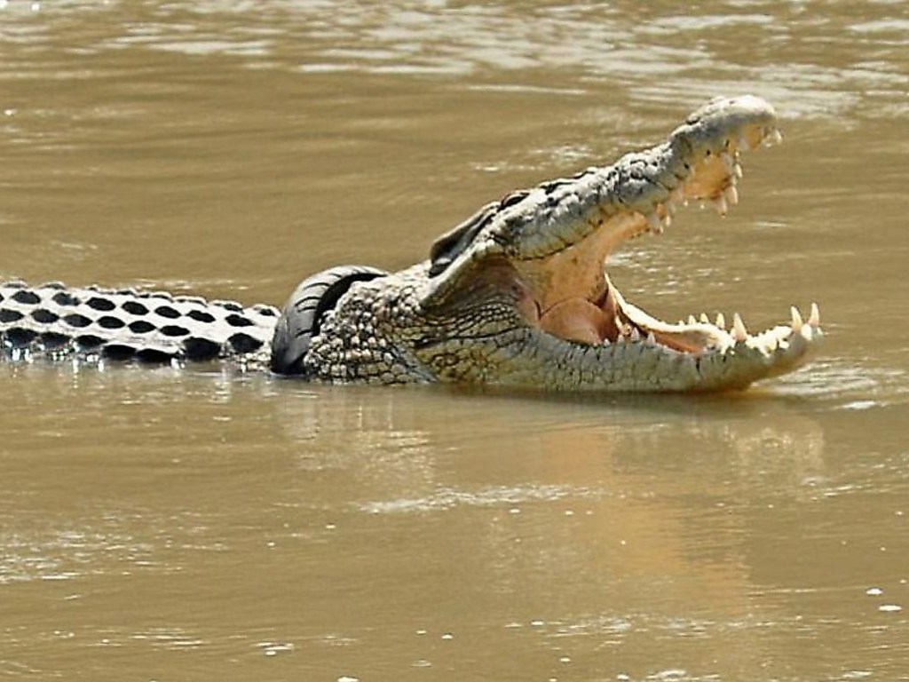 В Индонезии крокодил разорвал на части рыбака