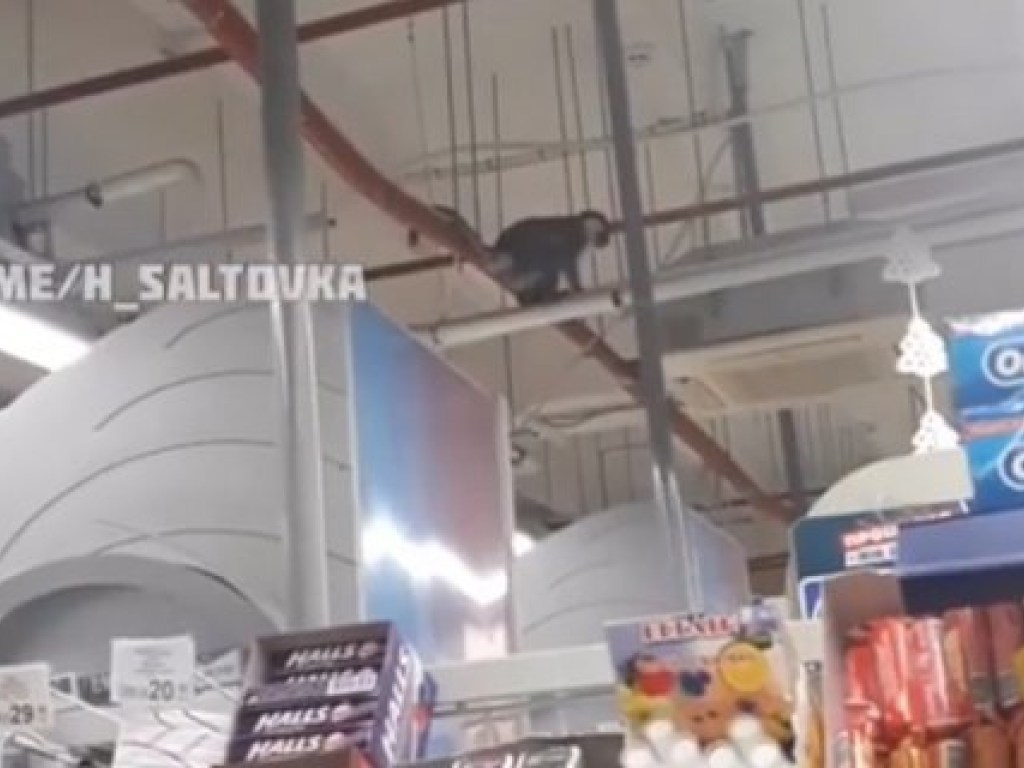 В Харькове в супермаркет забежала обезьяна из зоопарка (ВИДЕО)  