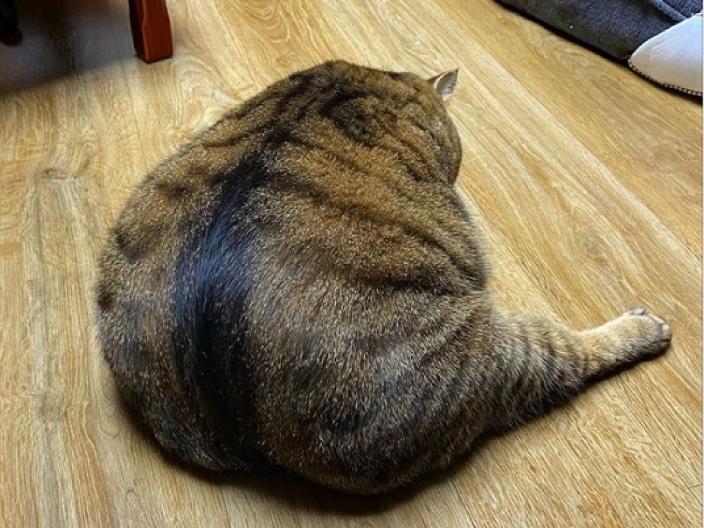 «Шерстяной шар»: Японский кот растолстел и стал звездой Инстаграм (ФОТО)