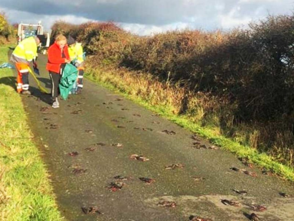 «Приближение Апокалипсиса?»: на дорогах в Уэльсе обнаружили сотни тел мертвых скворцов (ФОТО, ВИДЕО)