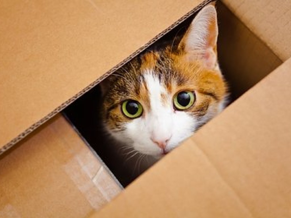 Хозяйка случайно отправила кота в посылке, где он жил без воды и пищи восемь дней