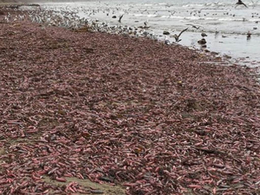 «После шторма»: тысячи необычных рыб усыпали пляж в американской Калифорнии (ФОТО, ВИДЕО)