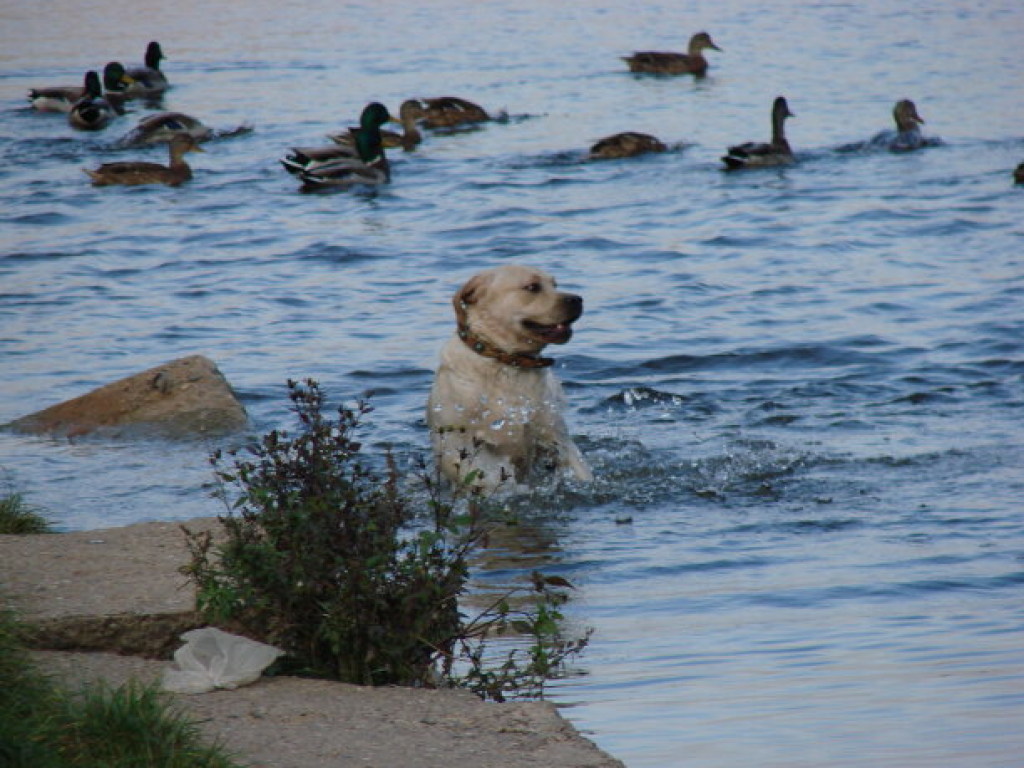 Агрессивный лебедь атаковал пса, который купался в озере (ФОТО, ВИДЕО)