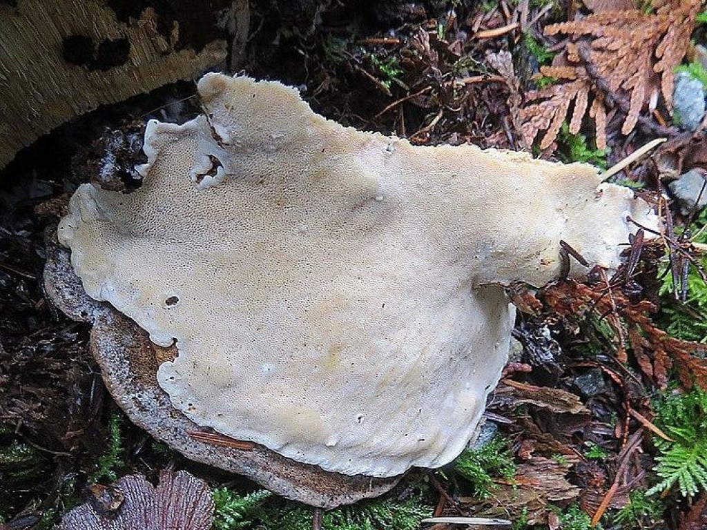 В лесах Польши обнаружены грибы с противораковым свойством (ФОТО)
