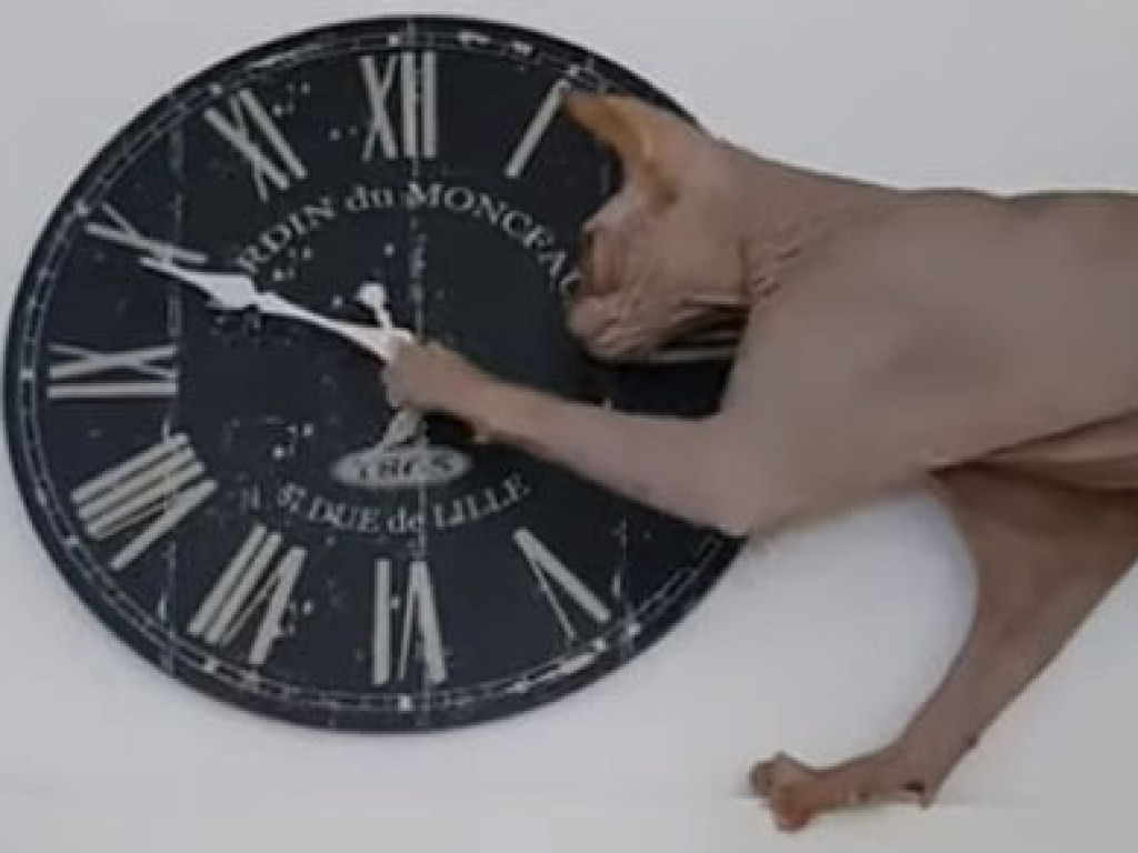 Кот быстро убил время, развлекаясь игрой с часами (ФОТО, ВИДЕО)