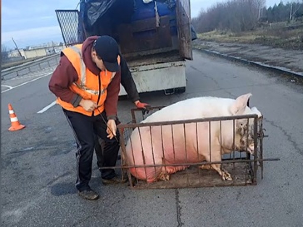 В Ровенской области у потерянной на трассе свиньи нашлись сразу несколько «владельцев» (ФОТО, ВИДЕО)