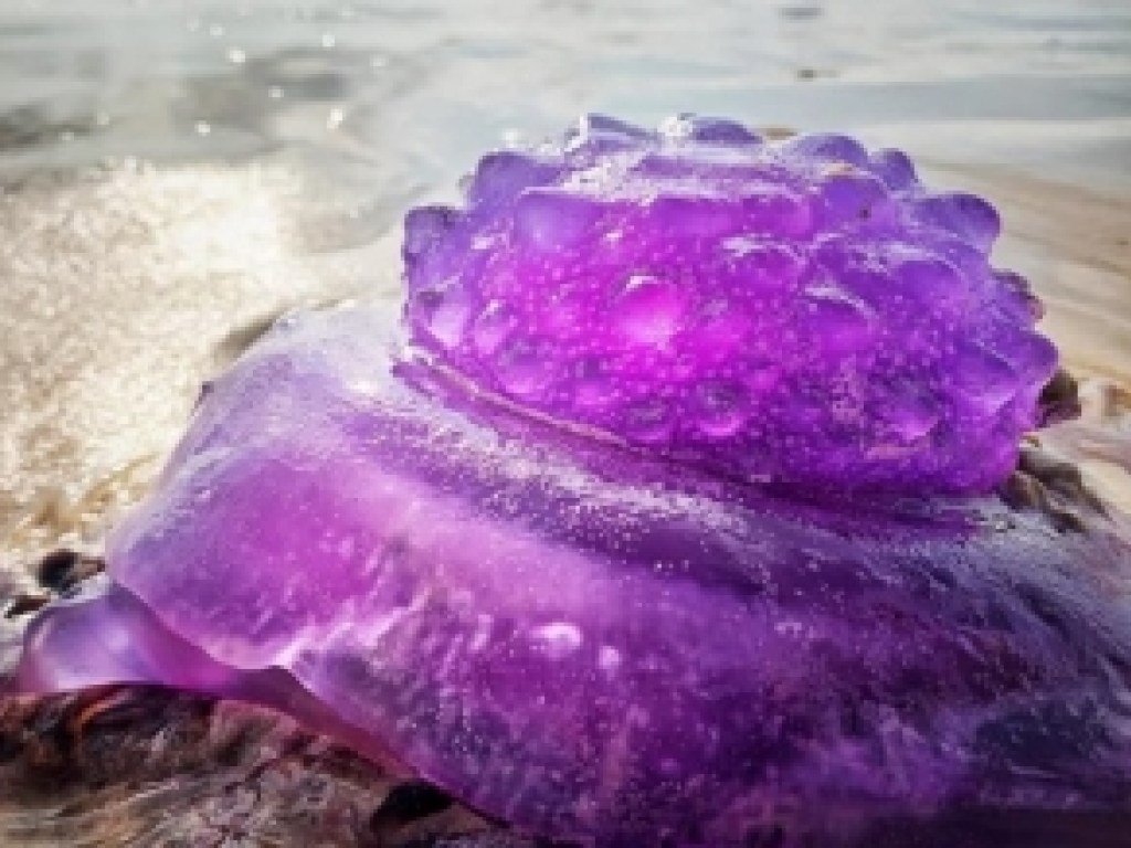 На австралийский пляж вынесло фиолетовую медузу (ФОТО)