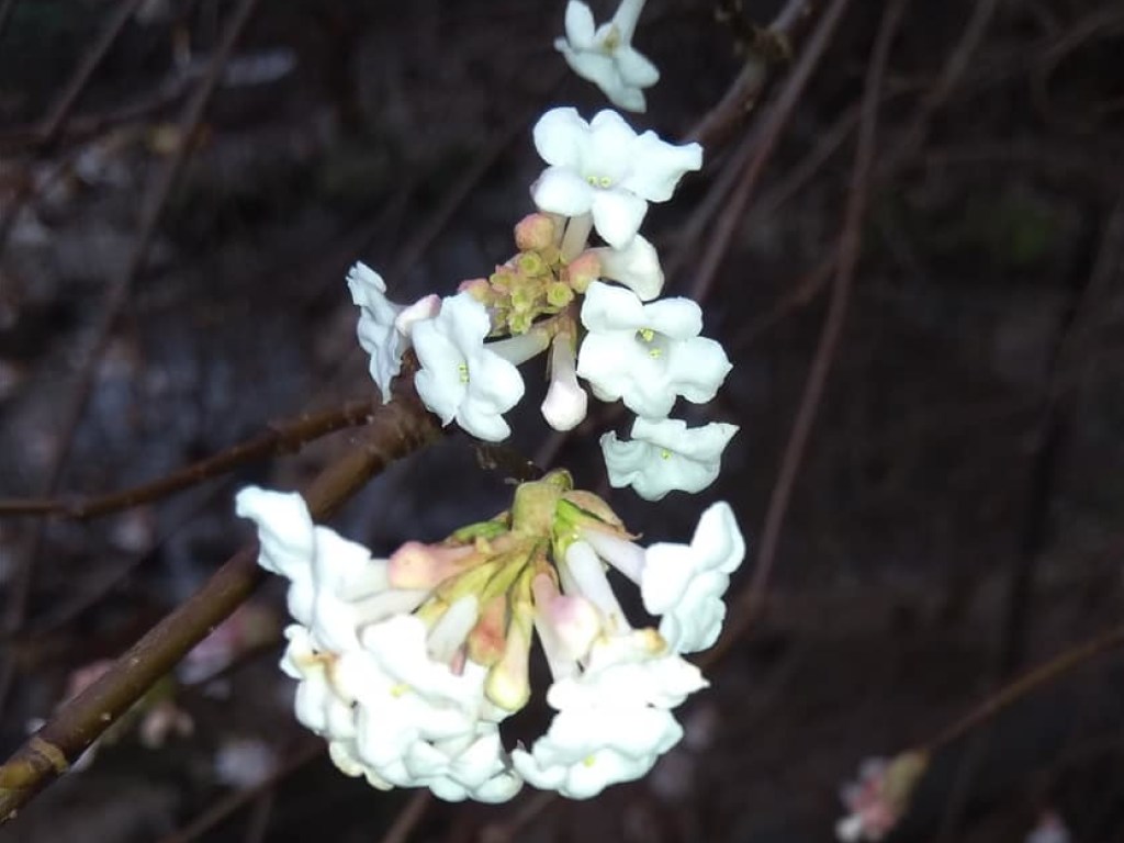 Весна в декабре: В Украине из-за аномального тепла начали цвести деревья (ФОТО)