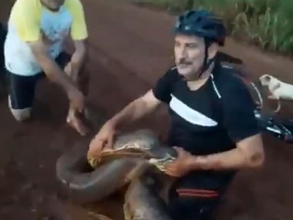 В Бразилии мужчина отбил свою собаку у огромной анаконды (ФОТО, ВИДЕО)