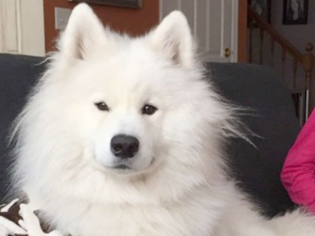 «Это не моя собака»: хозяйка не узнала свою лайку после посещения салона красоты (ФОТО)