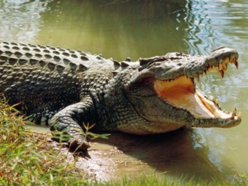 В Венесуэле обнаружили останки вымершего крокодила-гиганта