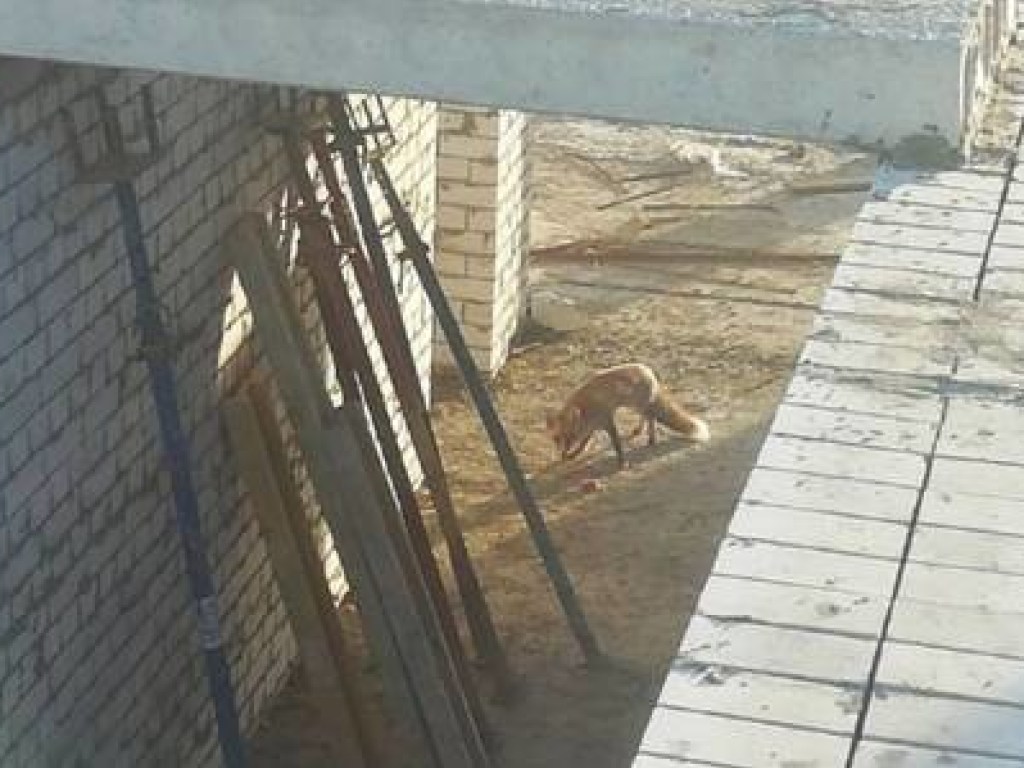 Дикая лисица на крыше дома напугала бригаду строителей под Киевом (ФОТО)