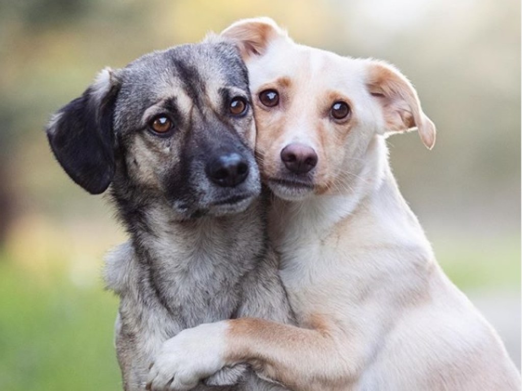 Лучшие друзья: Собаки, которые постоянно обнимаются, растрогали интернет (ФОТО, ВИДЕО)