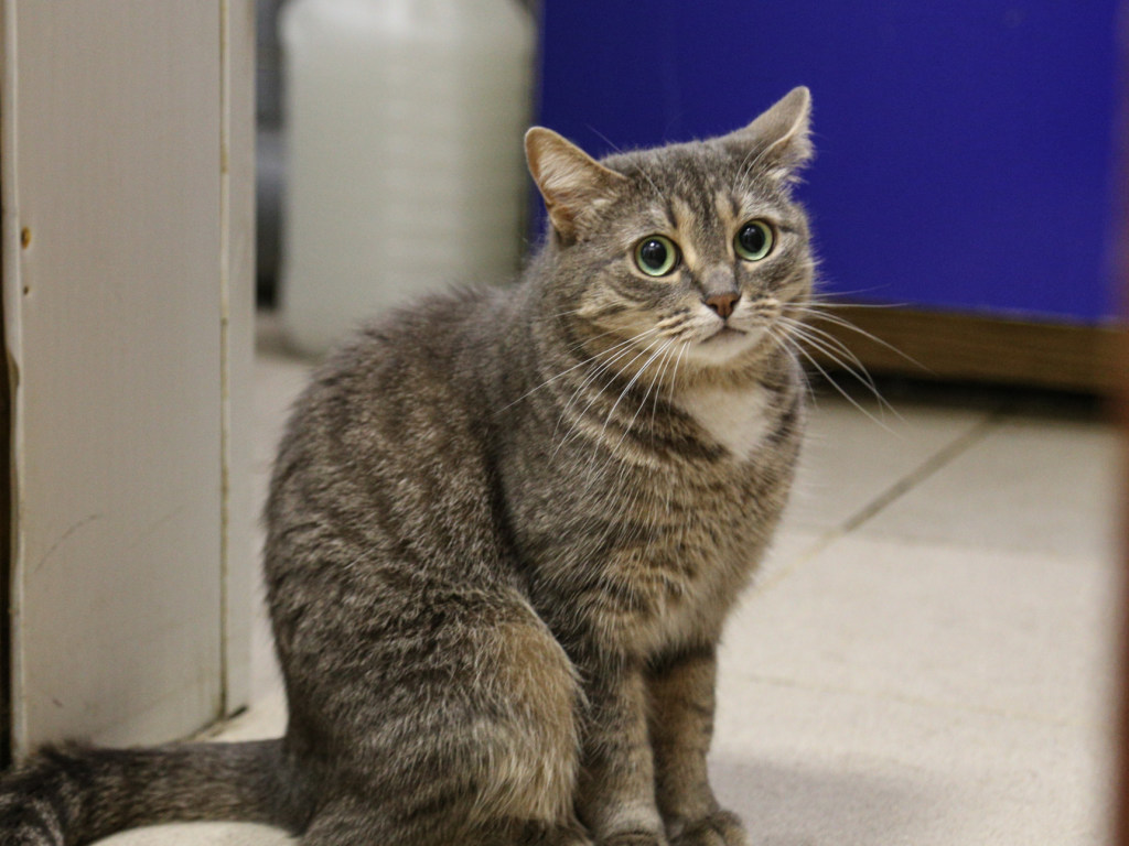 Ночью в Одессе неизвестный забрал у кота домик и унес его с собой (ВИДЕО)