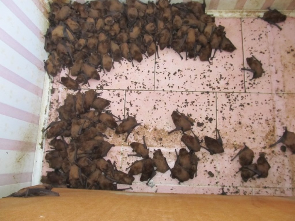Вне сомнения рекорд: в квартире во Львове нашли 1700 летучих мышей (ФОТО)