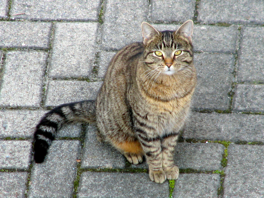 «Моя коробка»: кошка смело отразила атаку енотов на свою территорию (ВИДЕО)