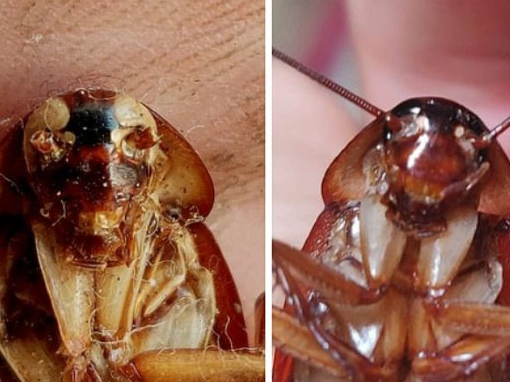 На Мальте обнаружили тараканов-мутантов (ФОТО)