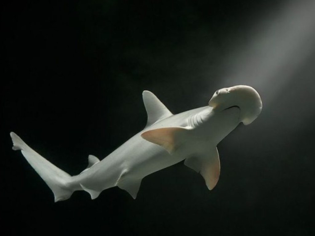 Ученые выяснили, как рост кислотности мирового океана ведет к разрушению чешуи акул