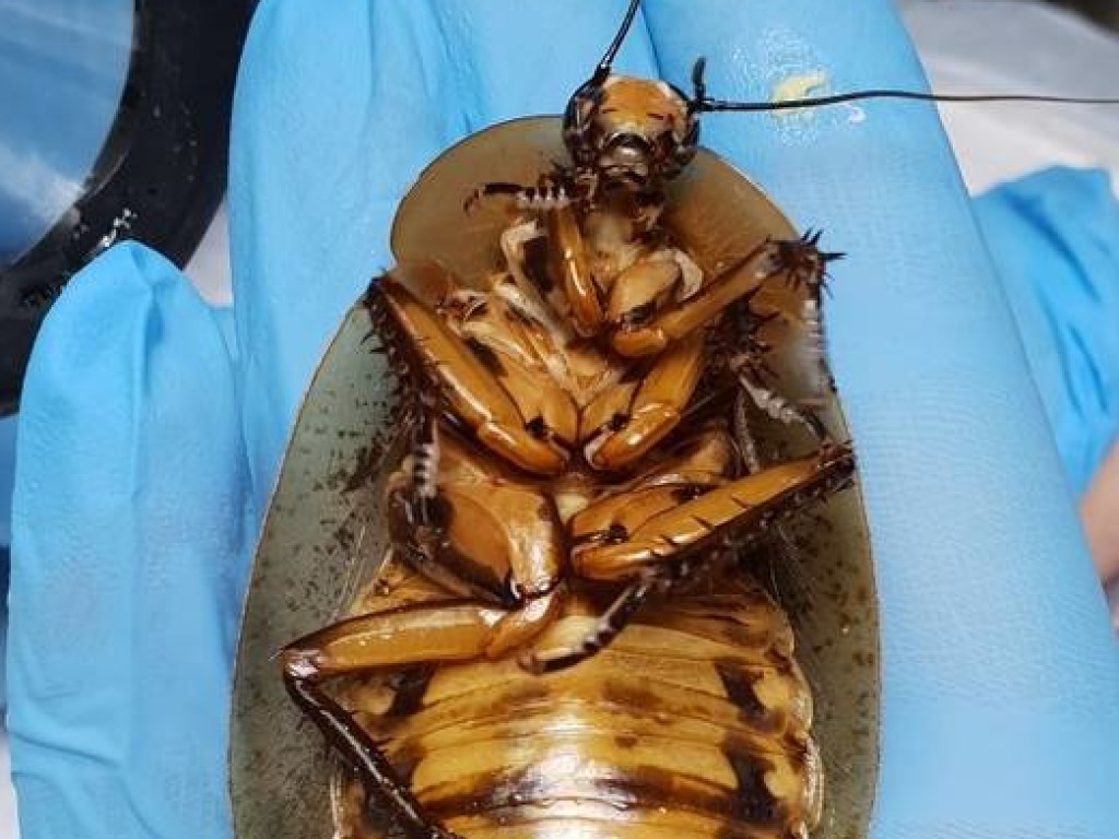 В РФ провели сложную хирургическую операцию на самке таракана (ФОТО)