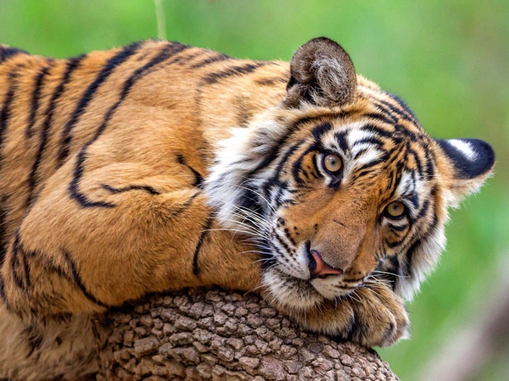 «Мой сын сегодня в меню зоопарка»: в зоопарке Дублина тигр напал на ребенка (ВИДЕО)