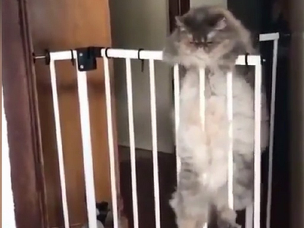 Смелый кот неудачно прыгнул через решетку и рассмешил Сеть (ФОТО, ВИДЕО)