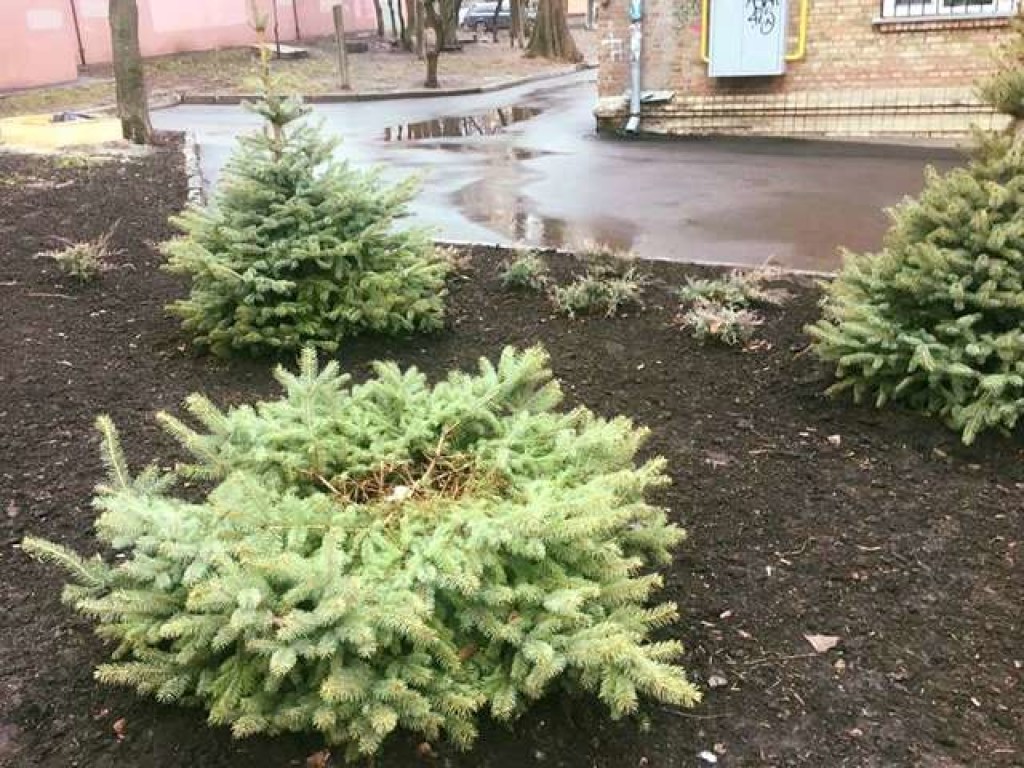 Новый год близко: В Киеве вандалы вырезали елки в сквере (ФОТО)