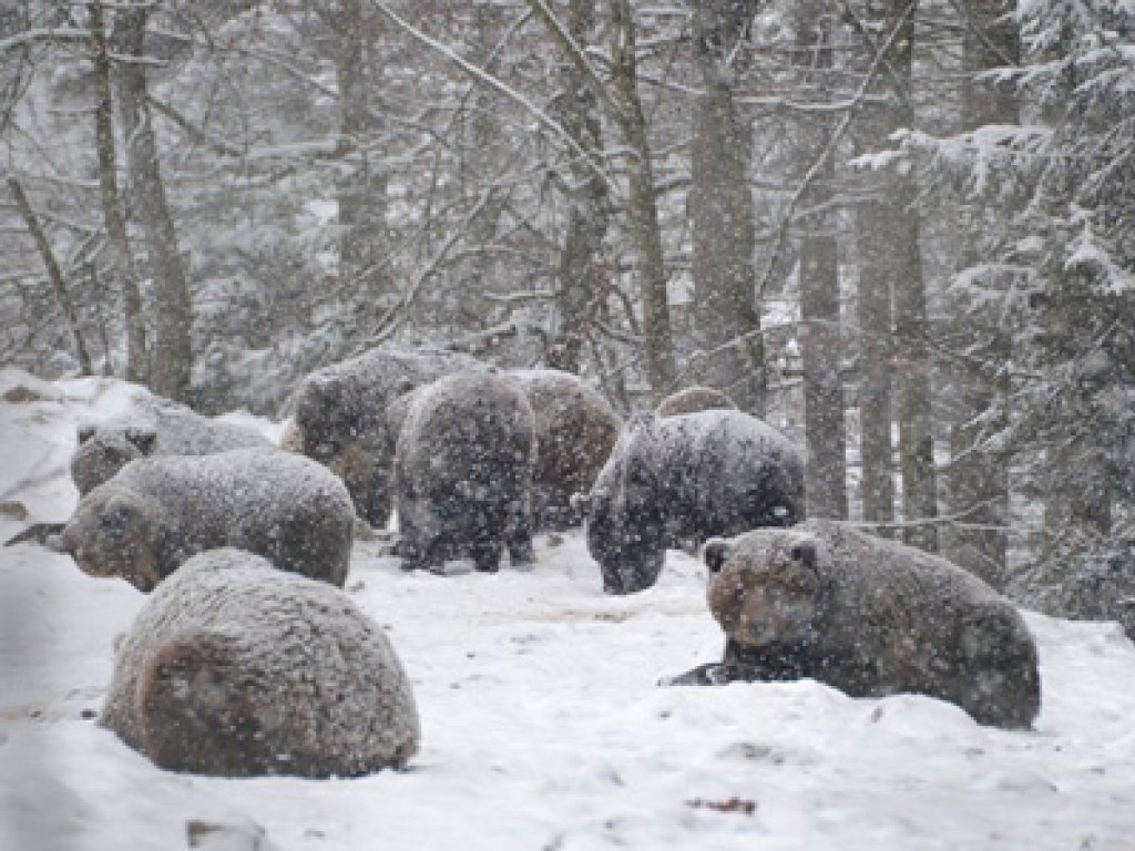 Из-за аномально теплой зимы в Карпатах не могут заснуть медведи (ФОТО)