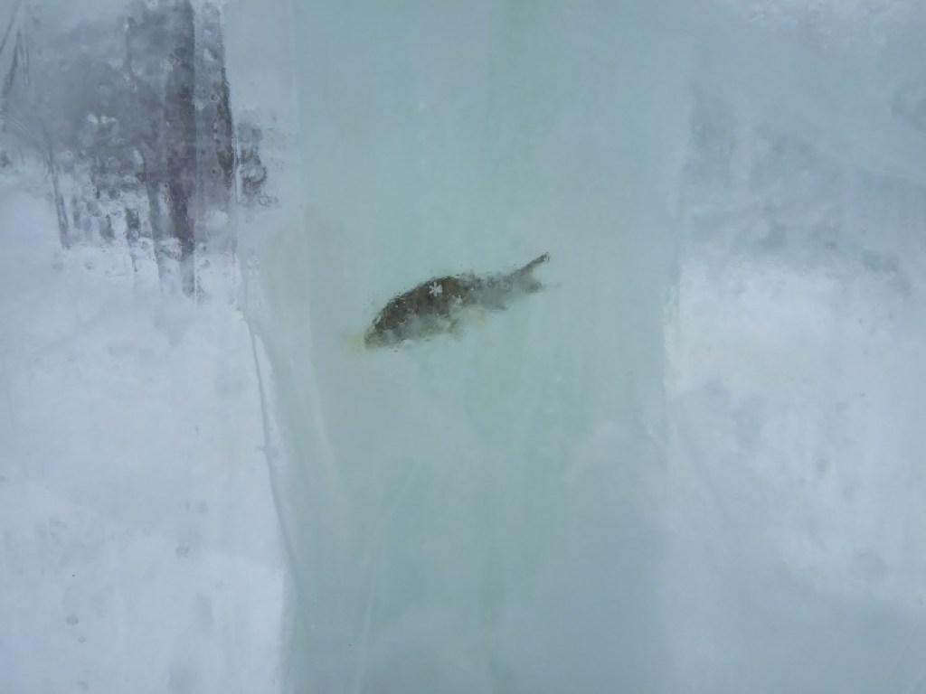 Курьез дня: В РФ построили ледовой городок изо льда со вмерзшей рыбой (ФОТО)