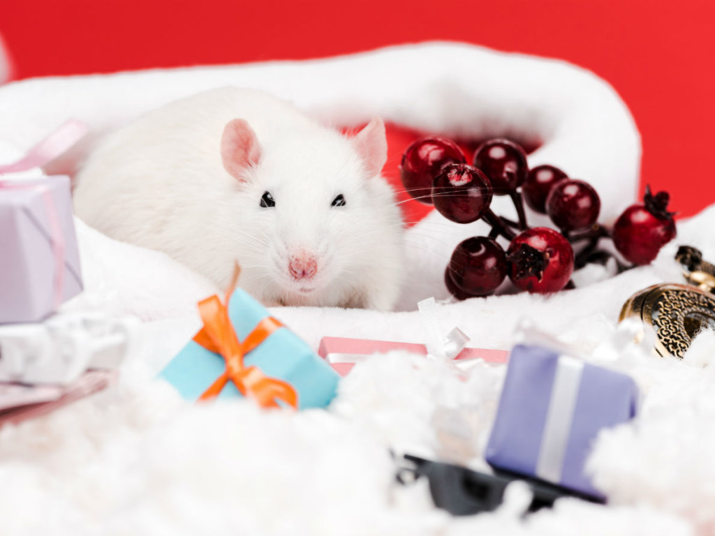 Что нельзя дарить на Новый год Белой Крысы, чтобы не навлечь беду