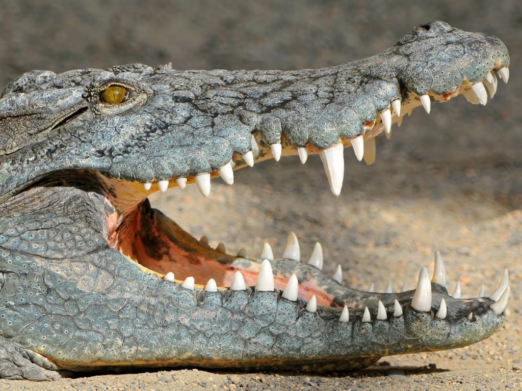 Крокодил убил 15-летнего подростка на глазах друзей