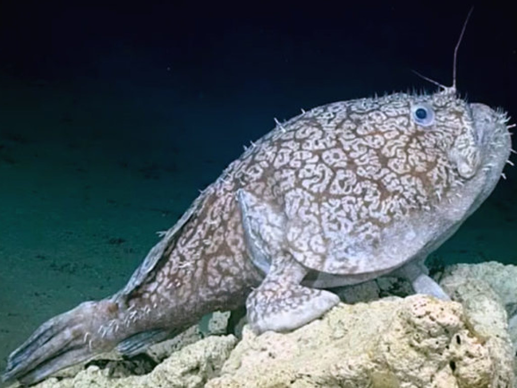 В Мексиканском заливе обнаружили рыбу с «ногами» (ФОТО, ВИДЕО)