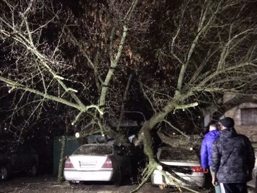На Ветряных Горах в Киеве «аварийное» дерево рухнуло на две легковушки (ФОТО)