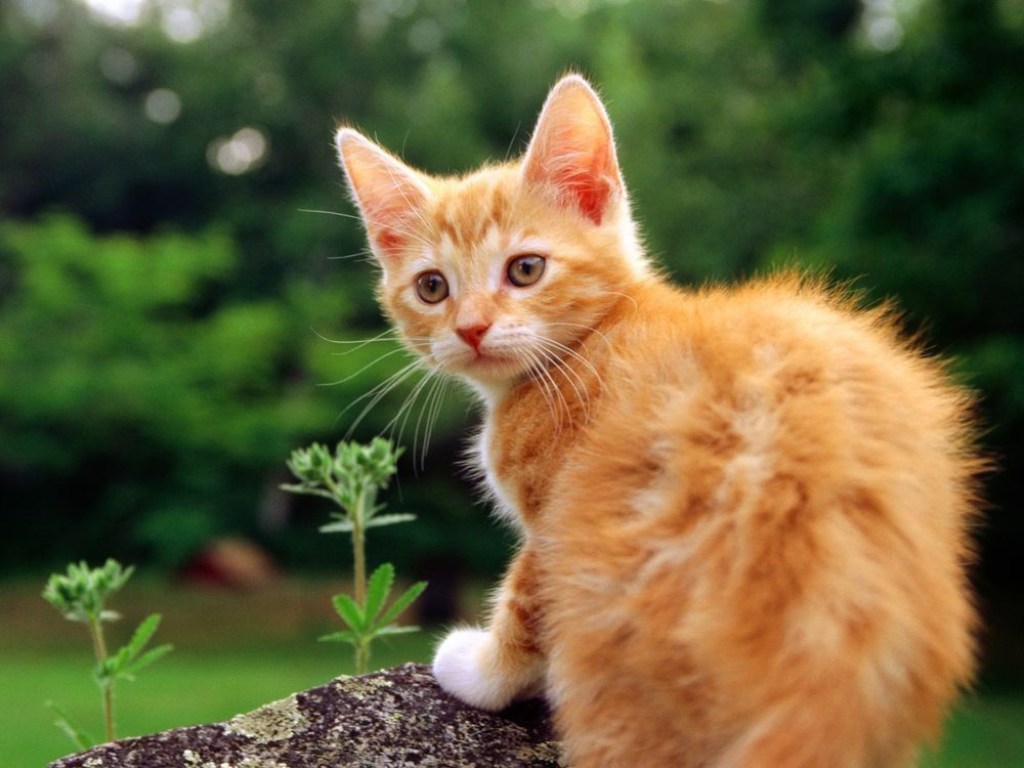 Самый милый в мире: Котенка расчесали зубной щеткой – Сеть в умилении (ВИДЕО)