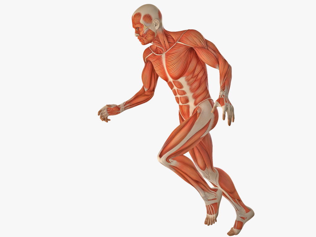 Стареющие мышцы можно омолодить с помощью одного вида белка &#8212; ученые